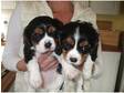 cavalier king charles pups