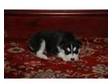 SIBERIAN HUSKY PUPPYS kc reg. Our litter of puppies have....