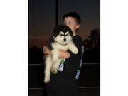 quality alaskan malamute puppies for adoption