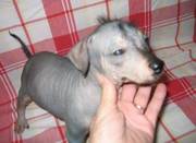 Xoloitzcuintli Puppies For Good Looking Homes