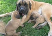 Mastiff Puppies for Sale