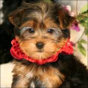 Yorkshire Terrier puppfor a new home now