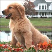 Golden Retriever Puppy For Sale