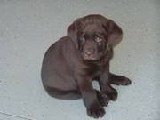 Pond Valley Chocolate Labrador Retriever Puppies Going Now