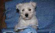 West Highland White Terrier Puppies