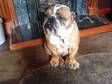 Female British Bulldog for Sale Offers