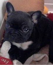 French Bulldog Puppy For Sale kc reg french bulldog puppies for sal