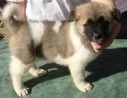 Adorable Akita Puppies