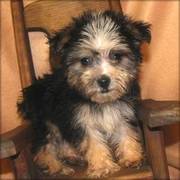 Yorkie-Poo puppy