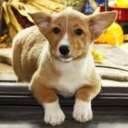 Cardigan Welsh Corgi puppies for sale