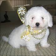 Registered Bichon Frise Puppies For Sale