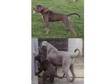 Neapolitan Mastiff cross puppies. Neapolitan Mastiff....