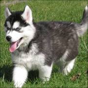 Siberian Husky puppies for lovely family