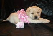 Labrador Retriever puppies for adoption