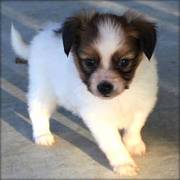 Papillon puppies for sale