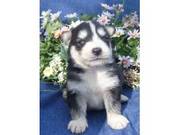 Alaskan Malamute Puppies for sale