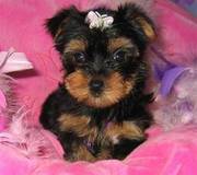 Babydoll Eyes Yorkshire Terrier Puppies