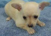 Chihuahua Puppies For Sale