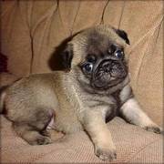 intelligent kc pug puppy seeking a new and forever home