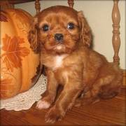 Cavalier King Charles Spaniel Puppies