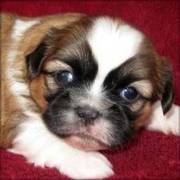 Shih Tzu Puppies For Sale