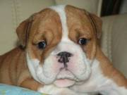 English Bulldog puppies