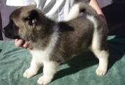 Akita Puppies For Good Homes