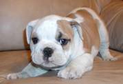 Super Cute English Bulldog Puppies