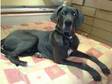 wonderfull blue 21 month old male great dane (£600). i....