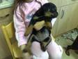 Rottweiler puppy,  8 weeks,  pedigree. Rottweiler pups....