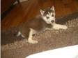 siberian huskie puppies for sale. 5 gorgeous boys ready....