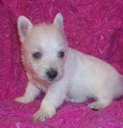 Gorgeous West Highland Terrier Puppy Available