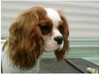 Cavalier King Charles Female