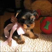 Yorkshire Terrier Puppies Available