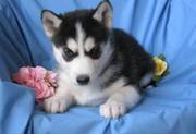 Siberian Husky Puppies Ready Now