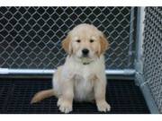 Beautiful Golden Retreiver Puppies