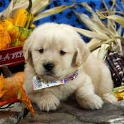 Golden Retriever puppies for sale