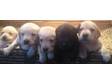 Labrador Pups KC Reg,  black/golden pups,  excellent....