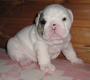 UKC British Bulldog Puppies