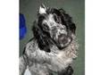 Pedigree Blue Roan 8 Month Old Cocker Spaniel Needs New....