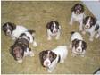 English Sringer Spaniel Puppies