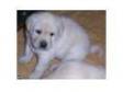 chunky pedigree labrador puppies. stunning chunky....