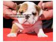 Bulldog Puppies for sale