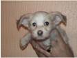 1 apricot and white male powder puff puppy