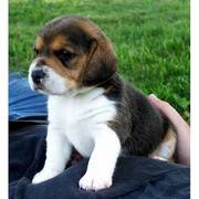 Beagle puppies for sale