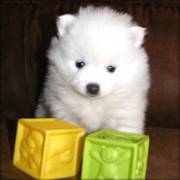 Amazing American Eskimo for adoption