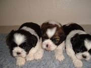 Stunning Shihtzu Puppies