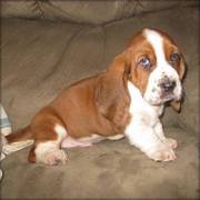 Handsome Basset Hound puppy for adoption