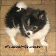 Cutest Pomeranian Puppies Ready to go Now