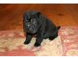 RAINBODRAGON A accredited breeder of shar pei's, ....